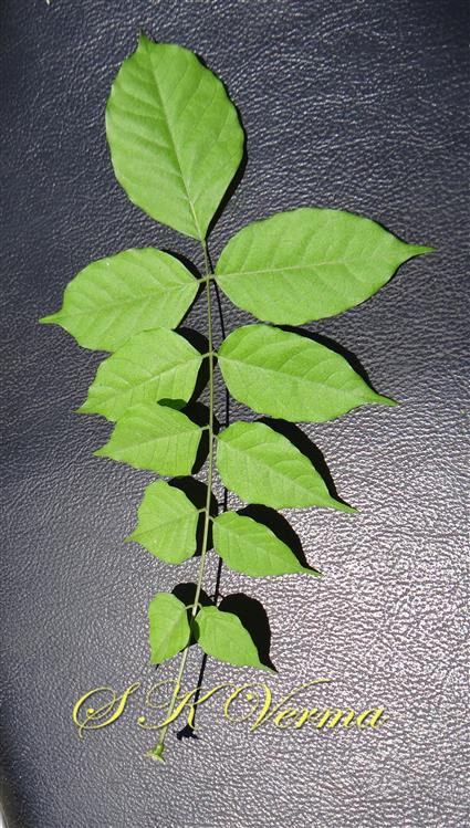  Leaf